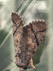 Bamra mundata