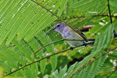 Phyllomyias griseocapilla