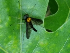 Chrysopilus thoracicus