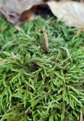 Cirriphyllum crassinervium