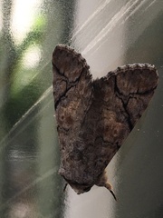 Bamra mundata