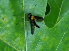 Chrysopilus thoracicus