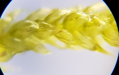 Cirriphyllum crassinervium