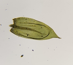 Cirriphyllum crassinervium