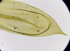 Cirriphyllum crassinervium