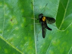 Chrysopilus thoracicus