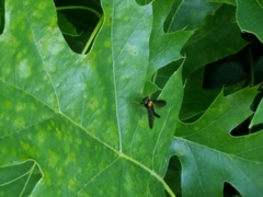 Chrysopilus thoracicus