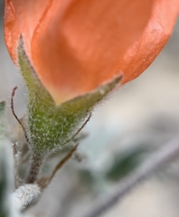 Sphaeralcea grossulariifolia