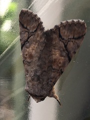 Bamra mundata