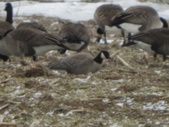 Branta hutchinsii hutchinsii