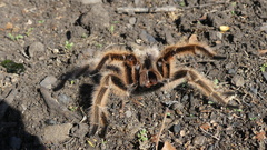 Grammostola rosea