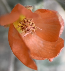 Sphaeralcea grossulariifolia
