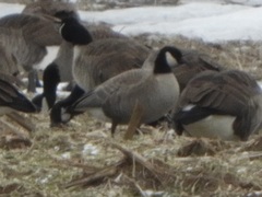 Branta hutchinsii hutchinsii