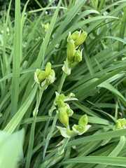 Hemerocallis lilioasphodelus