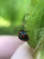 Harmonia axyridis