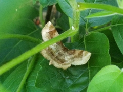 Metarranthis refractaria