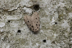 Aemene punctigera
