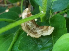 Metarranthis refractaria