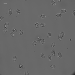 Oudemansiella limonispora