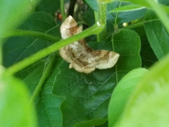 Metarranthis refractaria