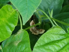 Metarranthis refractaria