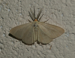 Neoplynes eudora