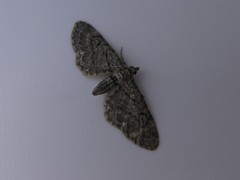 Eupithecia columbiata