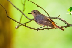 Common Redstart photo 4