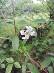 Clematis campaniflora