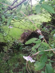 Clematis campaniflora