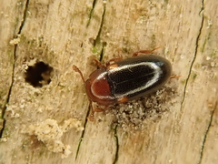 Dacne bipustulata