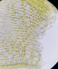 Cirriphyllum crassinervium