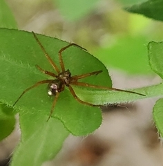Philodromus marxi