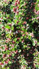 Cotoneaster hjelmqvistii