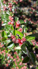 Cotoneaster hjelmqvistii