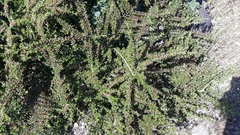 Cotoneaster hjelmqvistii