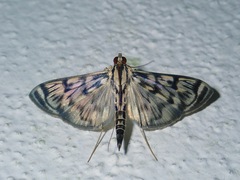 Rhimphalea
