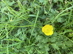 Ranunculus