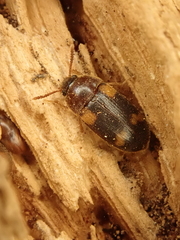 Mycetophagus piceus