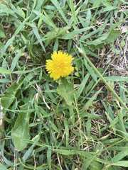 Taraxacum officinale