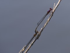 Enallagma dubium