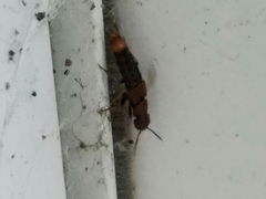 Platydracus cinnamopterus