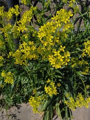 Bunias orientalis