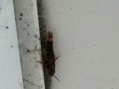Platydracus cinnamopterus