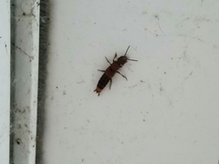 Platydracus cinnamopterus