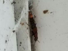 Platydracus cinnamopterus