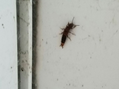 Platydracus cinnamopterus
