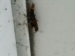 Platydracus cinnamopterus