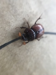 Eucanthus lazarus