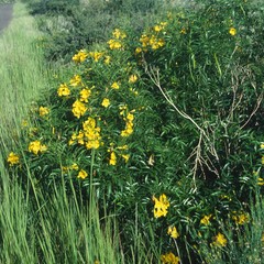 Tecoma stans angustata